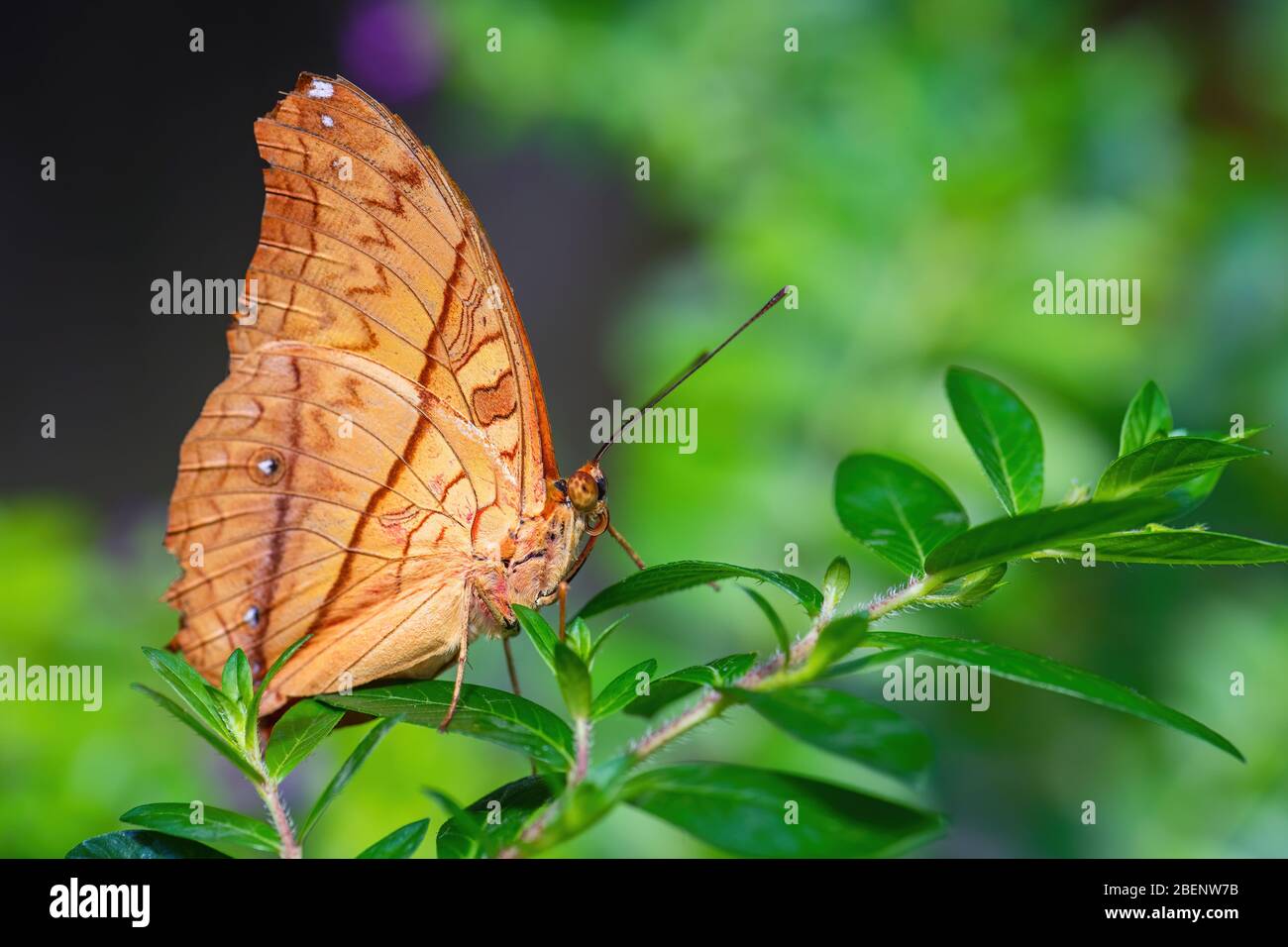 Malay Cruiser Butterfly Vindula Dejone Beautiful Yellow And Orange Butterfly From Southeast Asian Meadows And Woodlands Malaysia Stock Photo Alamy