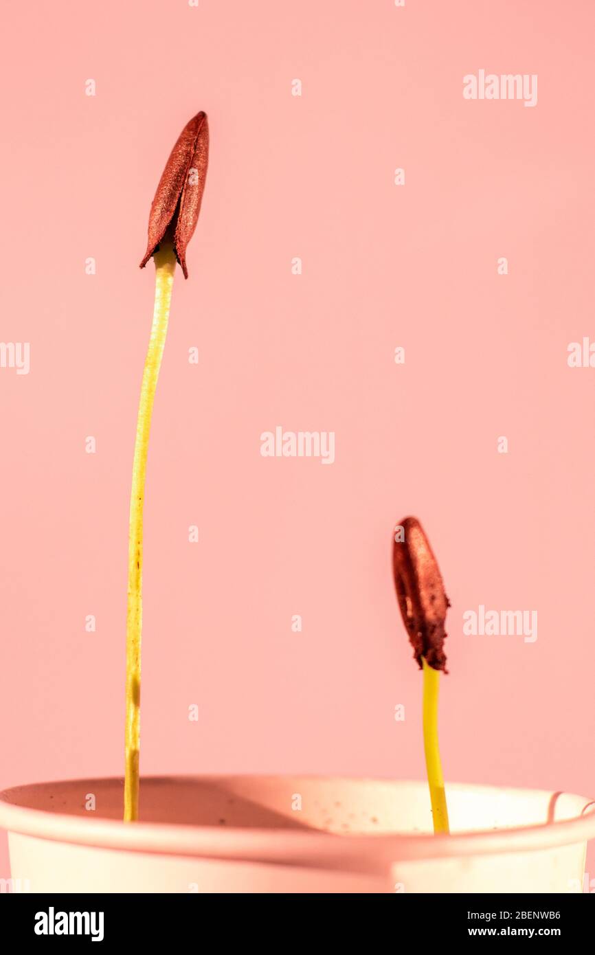 Seed soil cup hi-res stock photography and images - Alamy