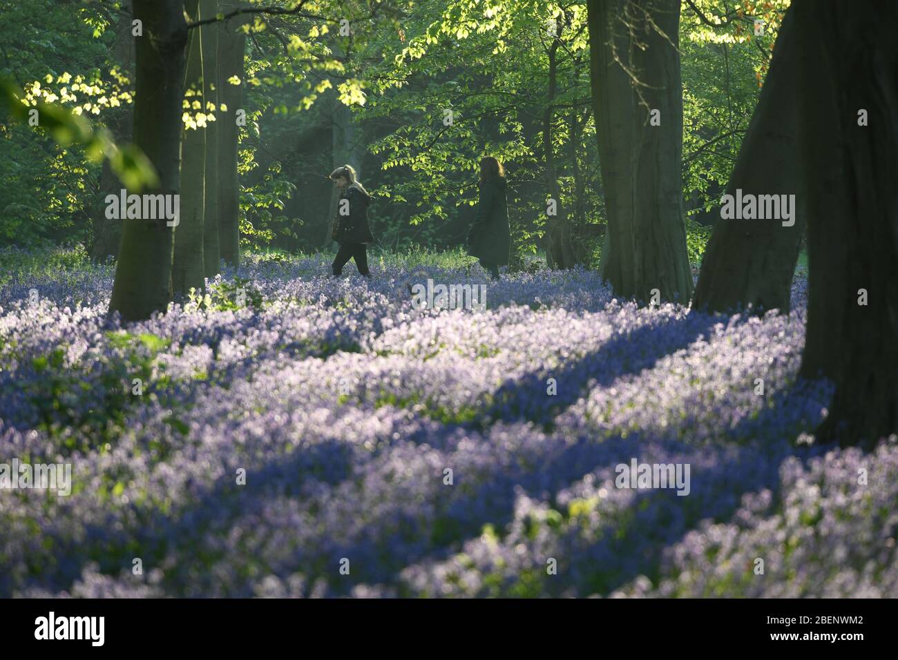 Two women take an early morning walk past a blanket of bluebells in Wanstead Park, north east London. Stock Photo