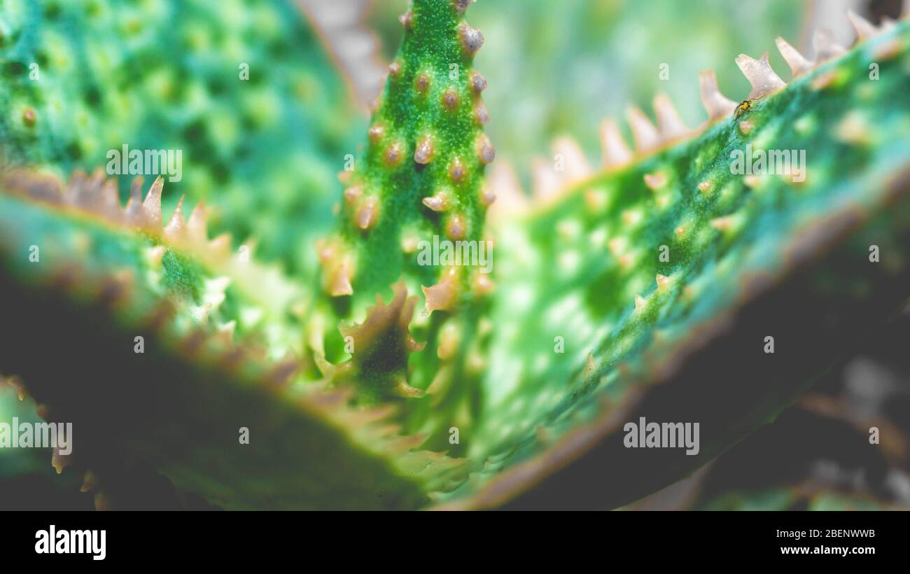closeup of Aloe donnie with beautiful texture Stock Photo