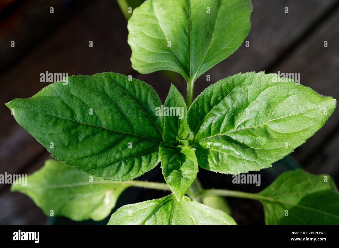 The dark green leaves of a sunflower plant growing, it doesn't have its