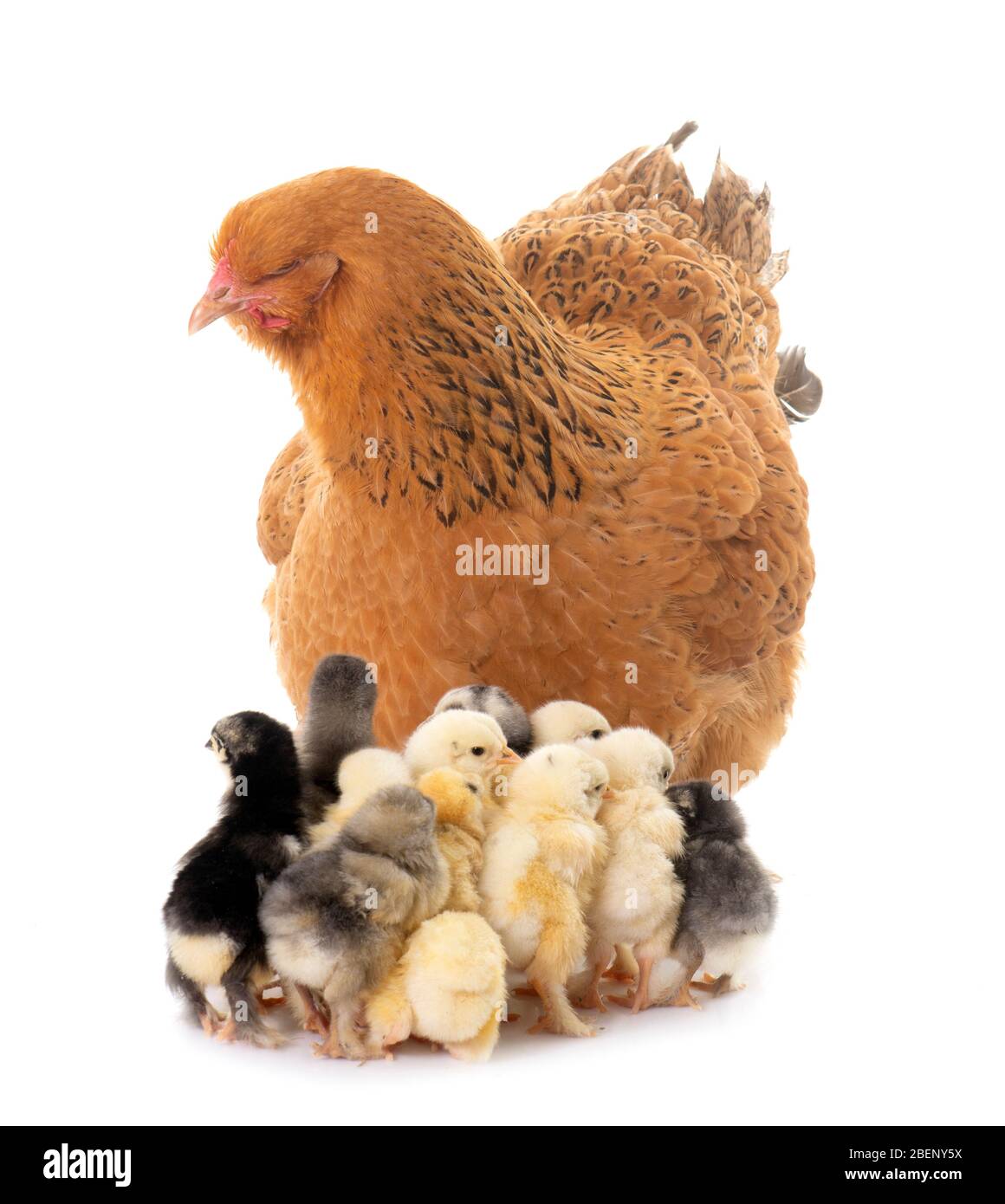 brahma chicken and chicks in a studio Stock Photo