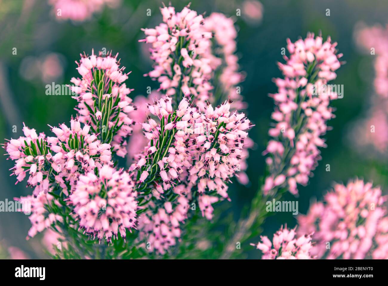 Close Up Photo Erica Of Heath Or Heather At Zingaro Nature Reserve San Vito Lo Capo Gulf Of Castellammare Province Of Trapani Sicily Italy Stock Photo Alamy