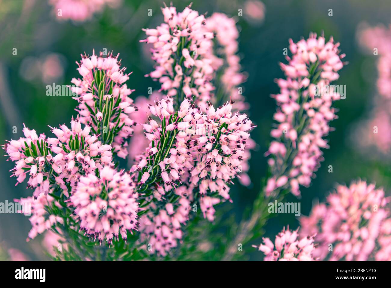 Close up photo Erica of ( Heath or heather) at Zingaro Nature Reserve, San Vito Lo Capo, Gulf of Castellammare, Province of Trapani, Sicily, Italy Stock Photo