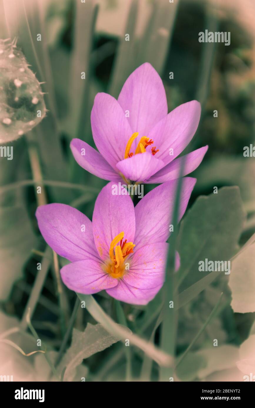 Saffron crocus hires stock photography and images Alamy