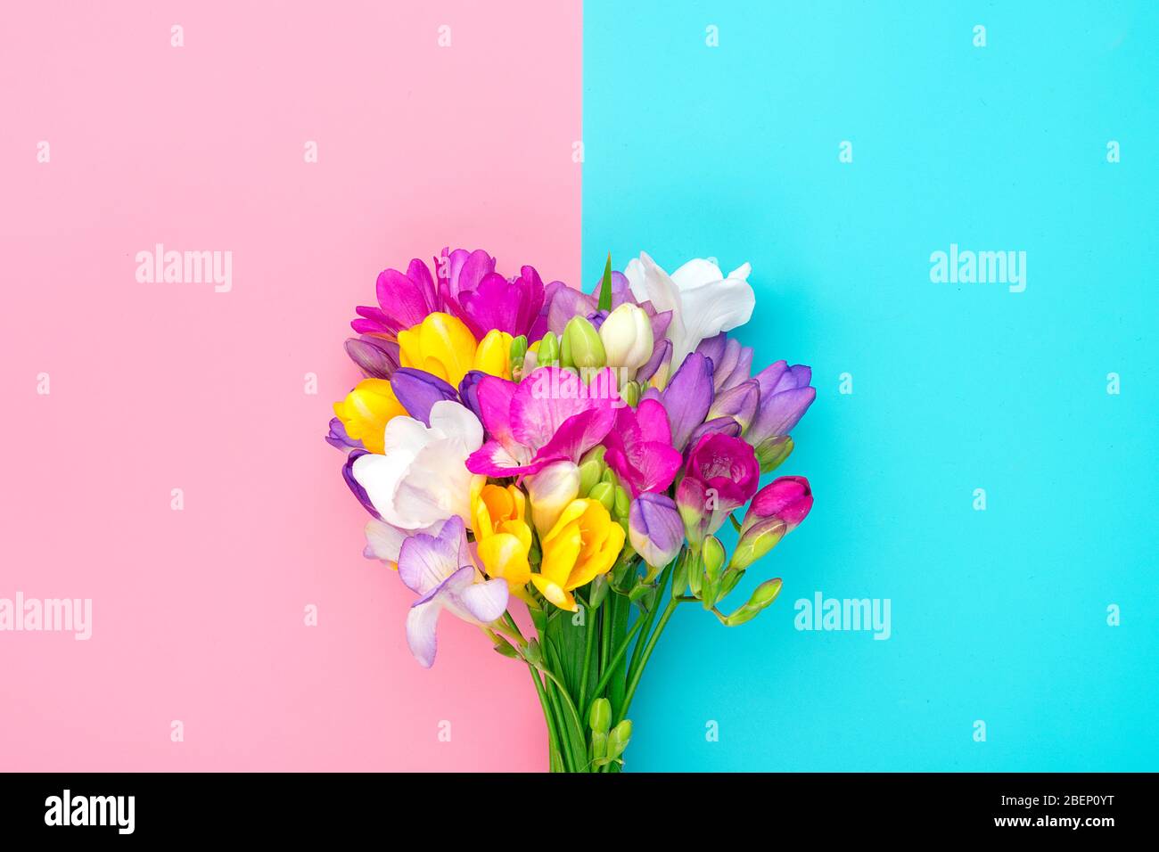 Bouquet of sprig freesia flowers isolated on pink, blue background Floral holiday card Top view Flat lay. Stock Photo