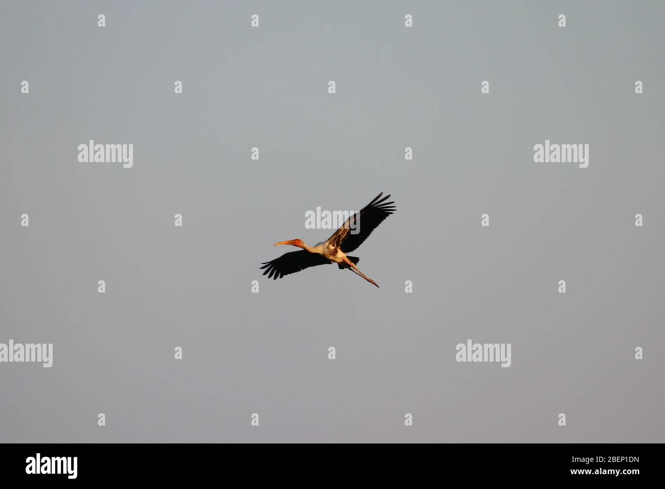 close up of male painted stork flight in the sky , bird flying background Stock Photo