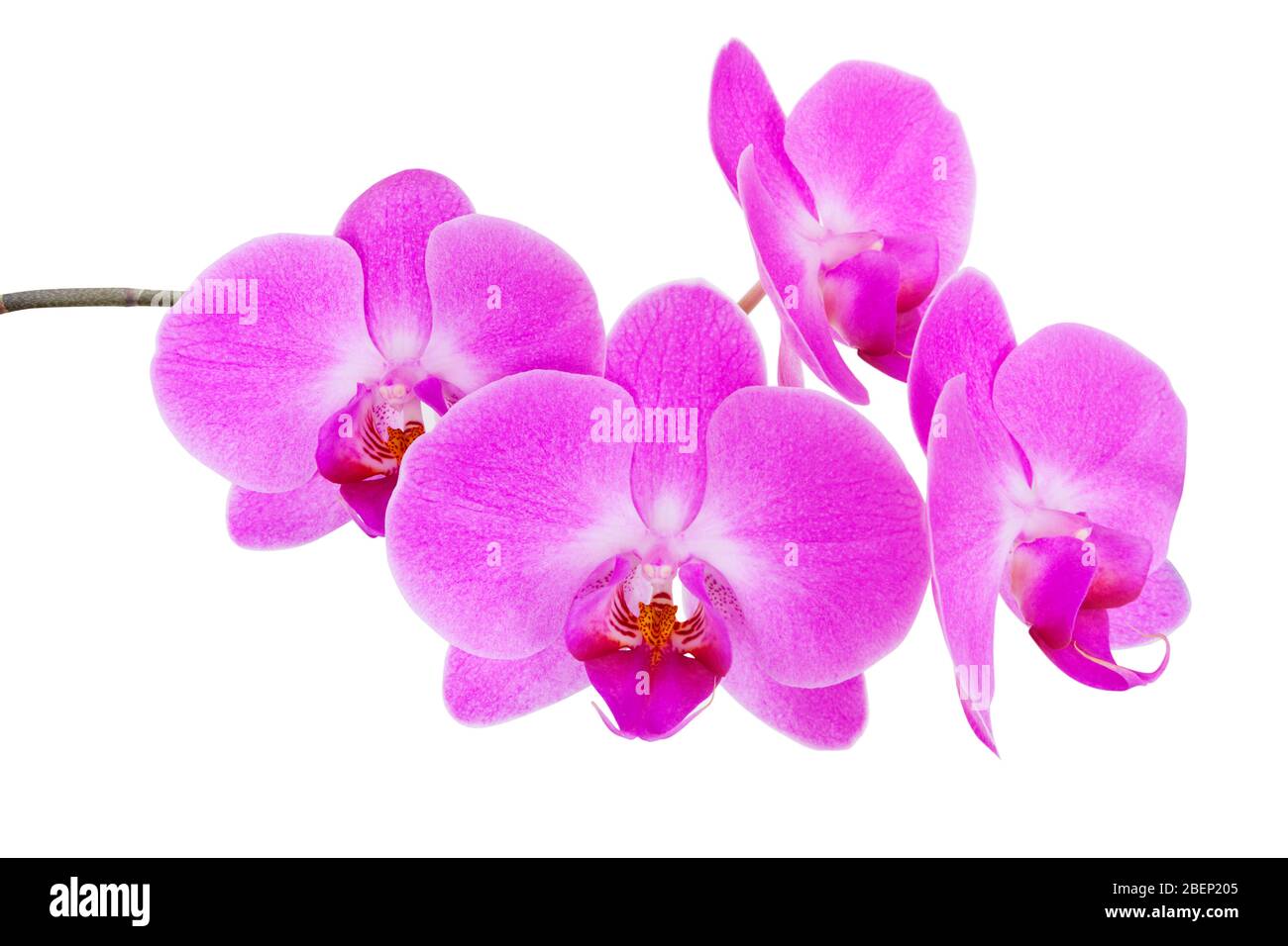 Branch of pink orchid flower isolated on white background Stock Photo ...