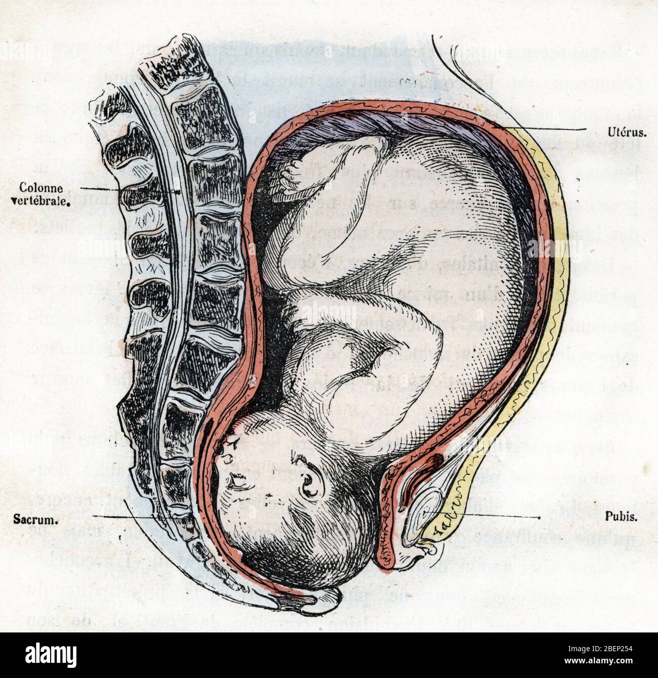 Representation de la position correcte du foetus au moment de l'accouchement (Representation of the correct position of the fetus at the time of deliv Stock Photo