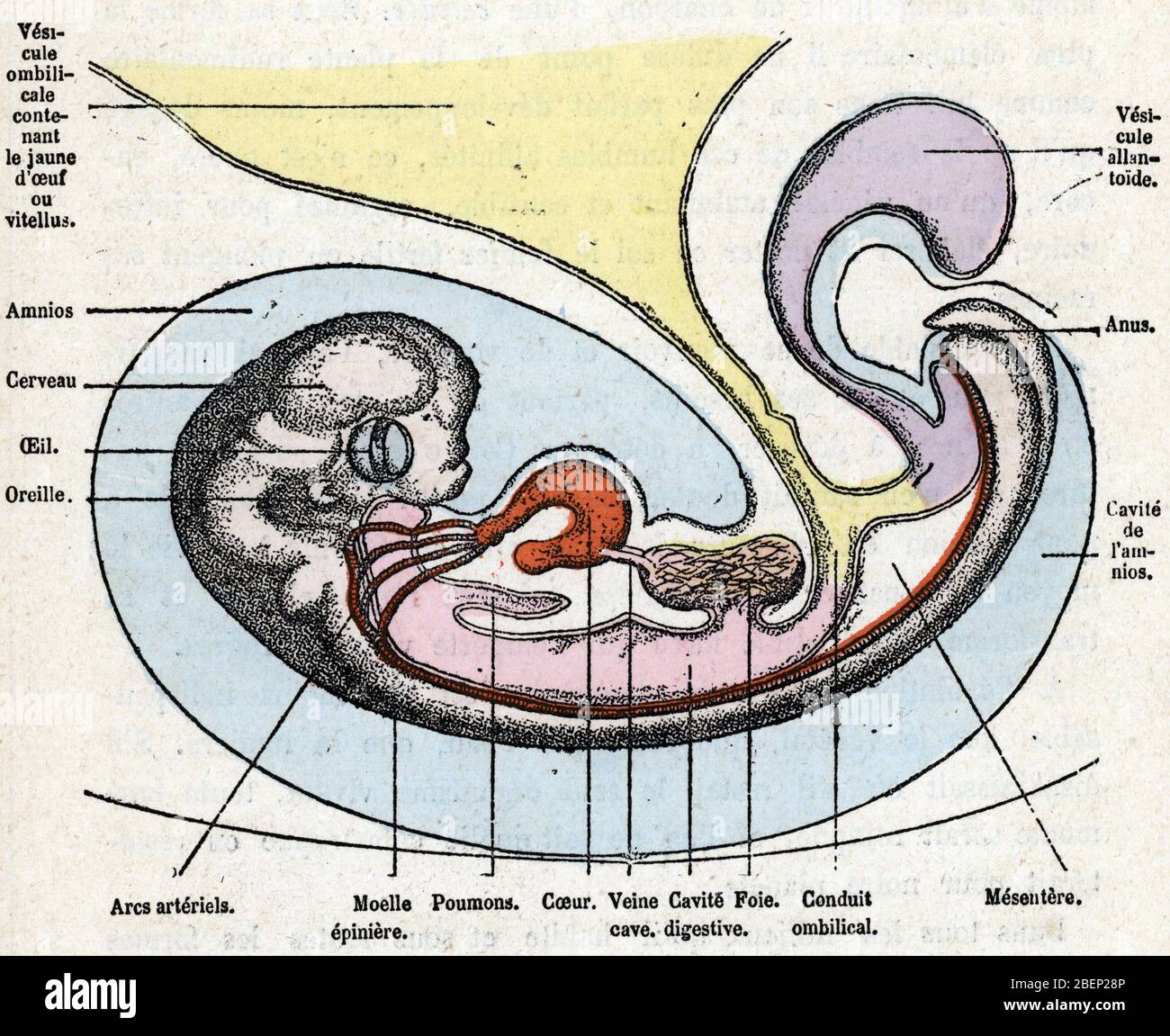 Histoire naturelle : developpement d'un embryon humain de trois a cinq semaines (development of a human embryo) Gravure tiree de 'L'homme et la nature Stock Photo