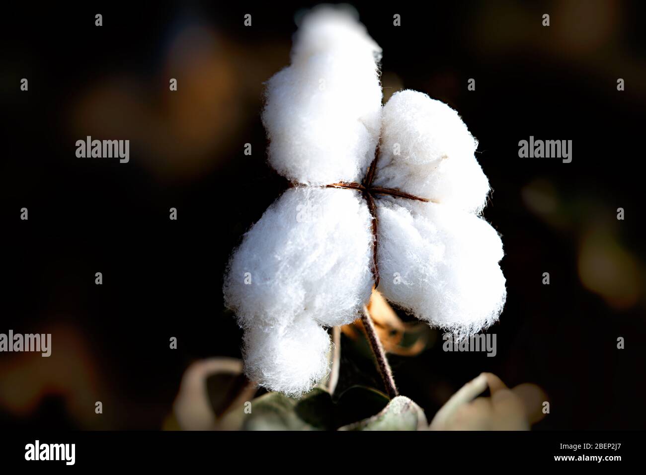 fiber cotton, charkilik , china Stock Photo