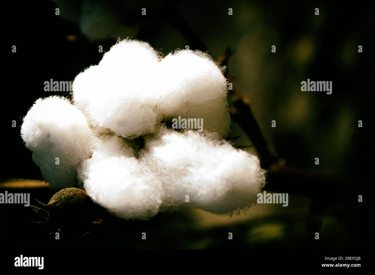 fiber cotton in a field , china Stock Photo