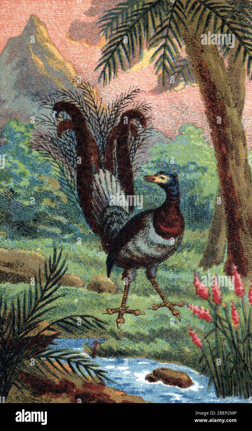 Ornithologie : 'Representation menure lyre ou menure superbe (oiseau-lyre) (Menura novaehollandiae)' (superb lyrebird) Chromolithograph of the 19th ce Stock Photo