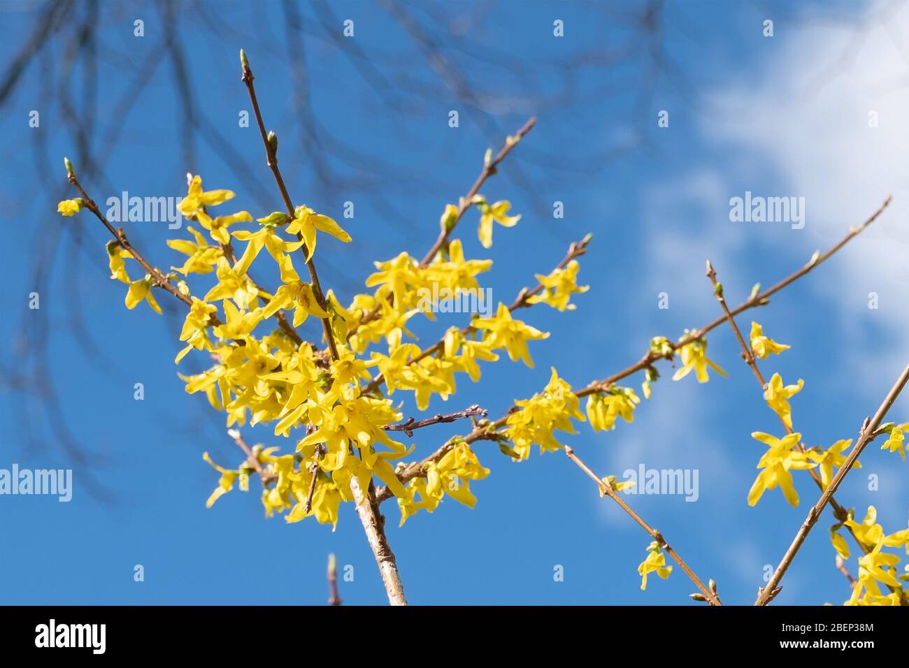 Spring floral Broom Cytisus 'Luna' Plant, beautiful fresh yellow flowers, isolated on blue sky background, selective focus. Stock Photo