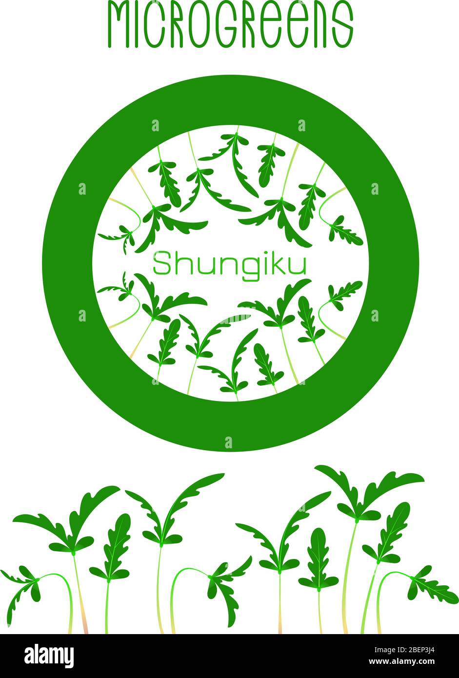 Microgreens Shungiku. Glebionis coronaria, garland chrysanthemum, chop suey green, crown daisy