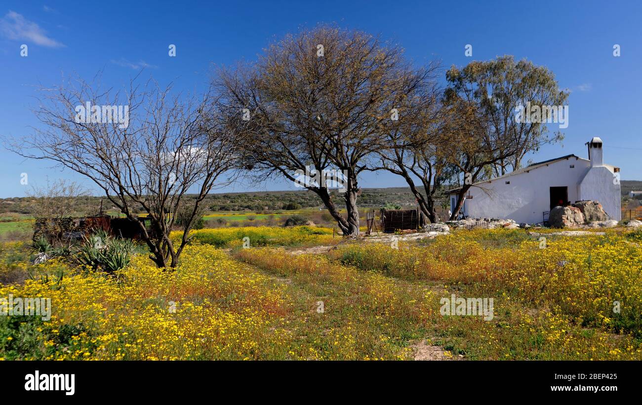 Natural wild flower displays near Nieuwoudtville, Northern Cape, South Africa Stock Photo