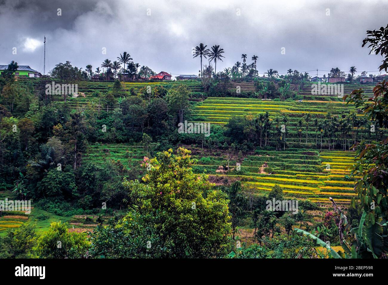 Beautiful tiered rice fields in small village (Malalak) West Sumatra, Indonesia Stock Photo