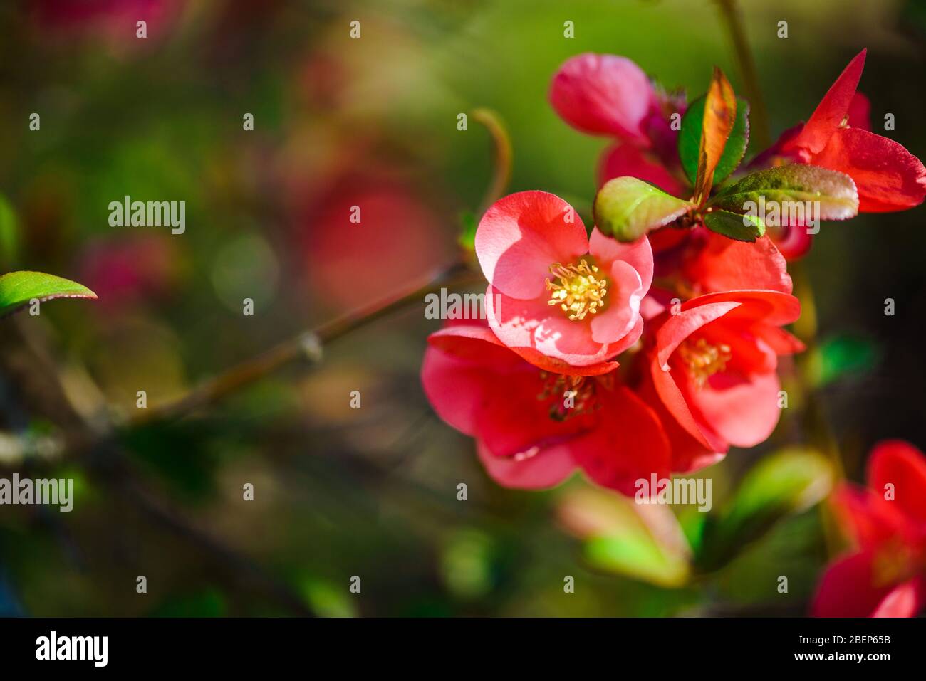 Blossoming Chaenomeles winter cheer plant macro close up. Red spring ...
