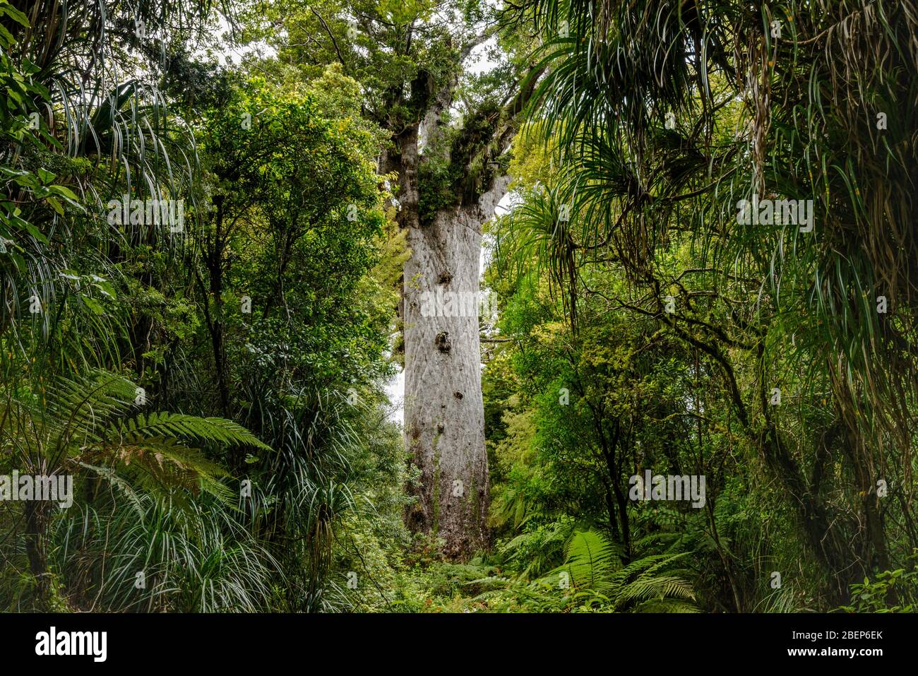 Tane Mahuta Tree, giant kauri tree, Waipoua Forest, Kauri Coast, Northland Region, North Island, New Zealand Stock Photo