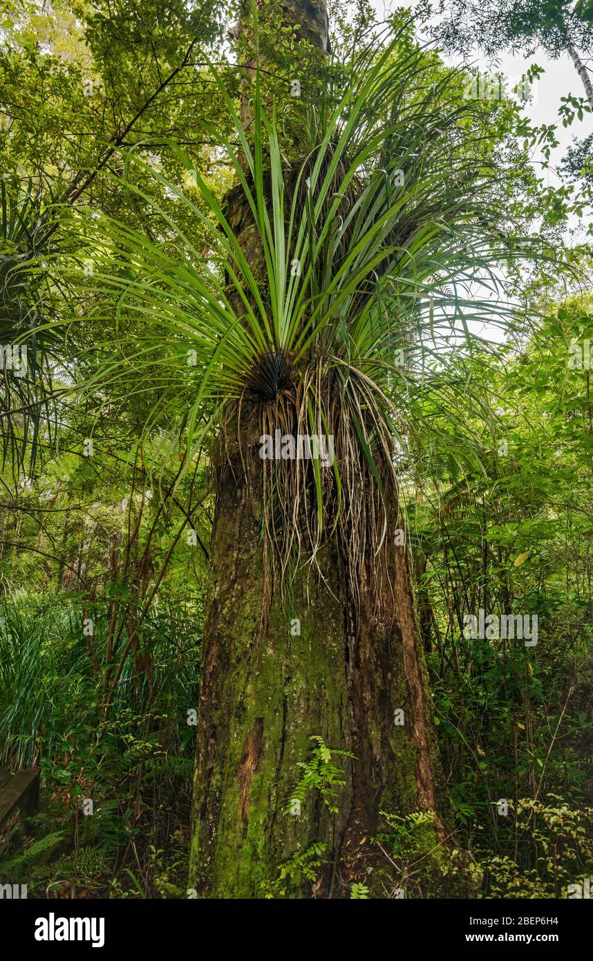 Kauri tree, Waipoua Forest, Kauri Coast, Northland Region, North Island, New Zealand Stock Photo