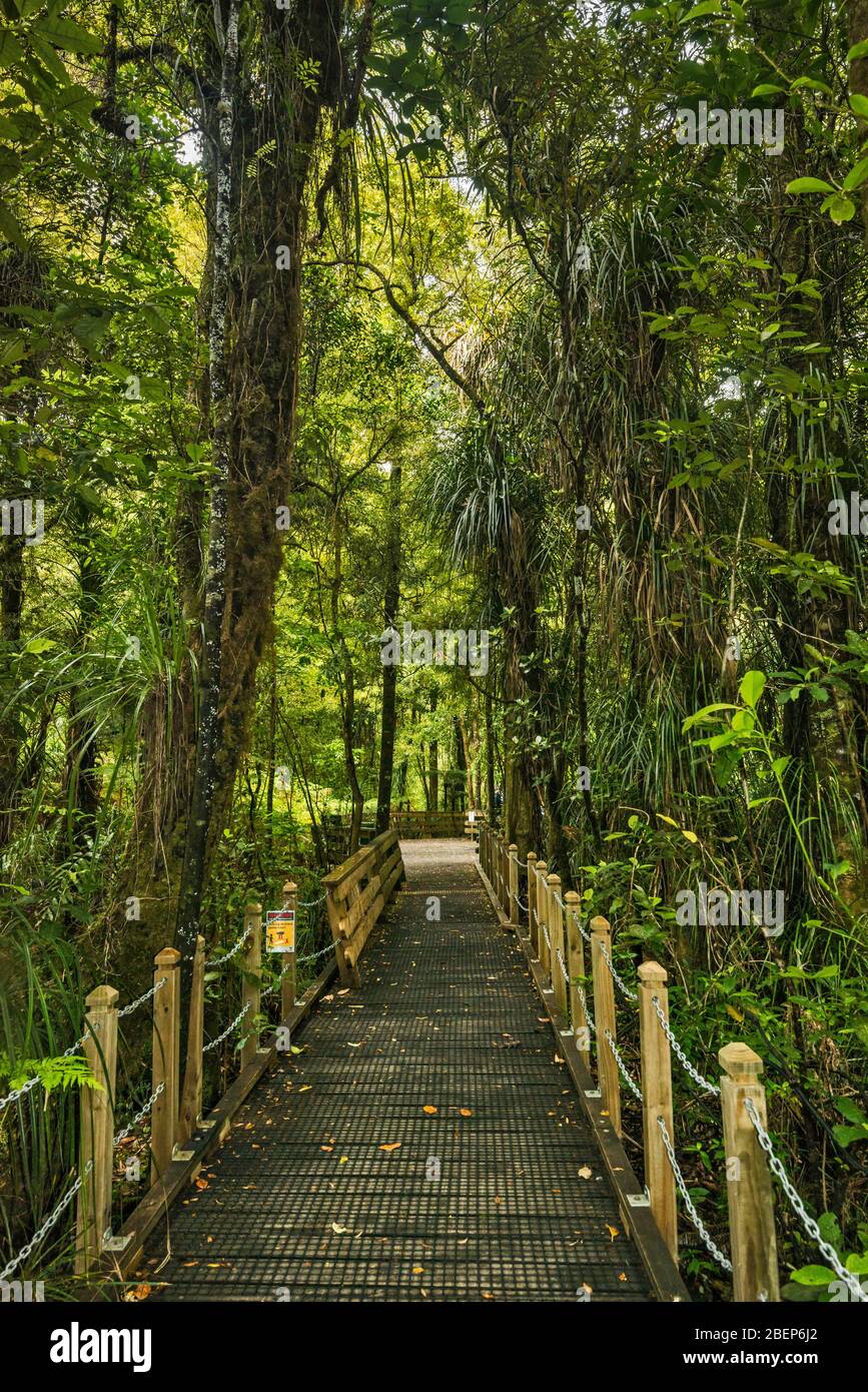 Boardwalk to Tane Mahuta Tree, giant kauri tree, Waipoua Forest, Kauri Coast, Northland Region, North Island, New Zealand Stock Photo