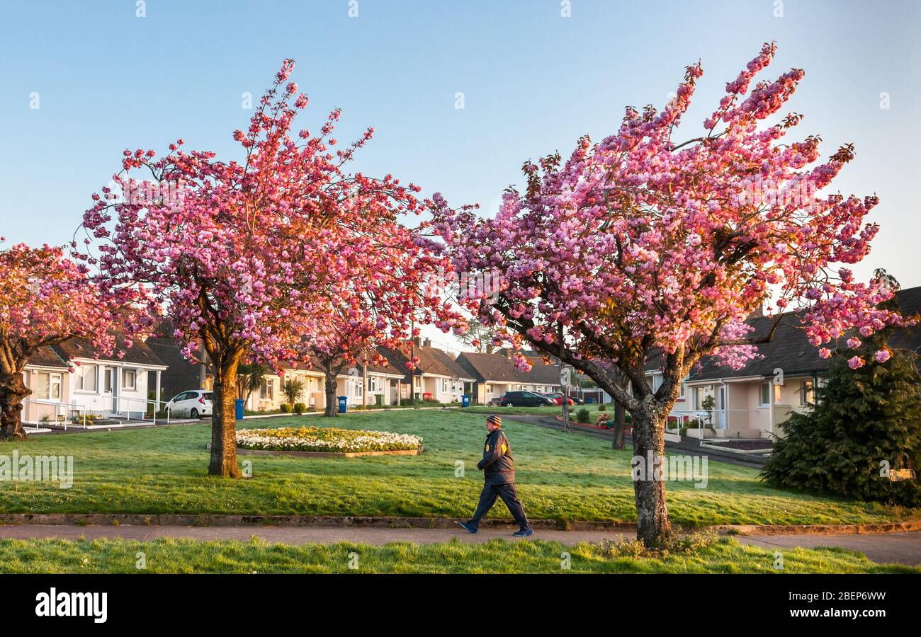 Cherry Blossom Ireland High Resolution Stock Photography and Images Alamy