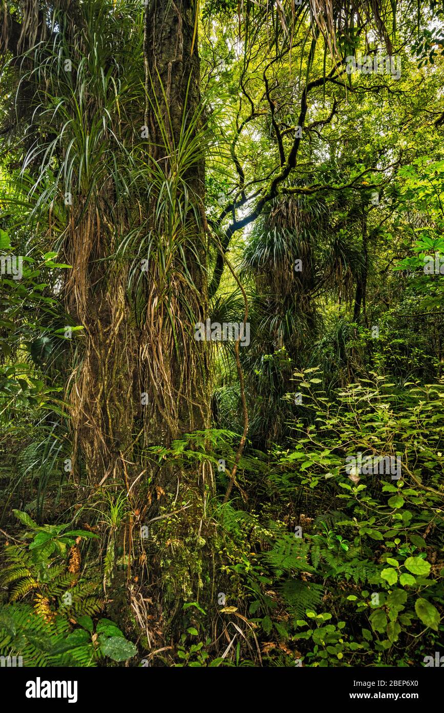 Kauri trees, Waipoua Forest, Kauri Coast, Northland Region, North Island, New Zealand Stock Photo