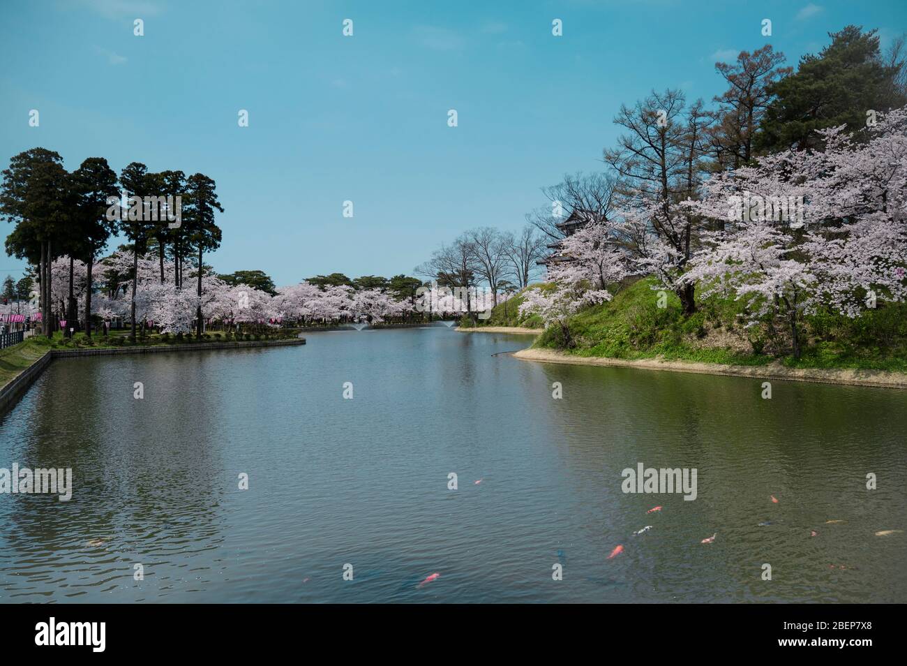 Lake surrounded by white cherry blossoms Stock Photo - Alamy