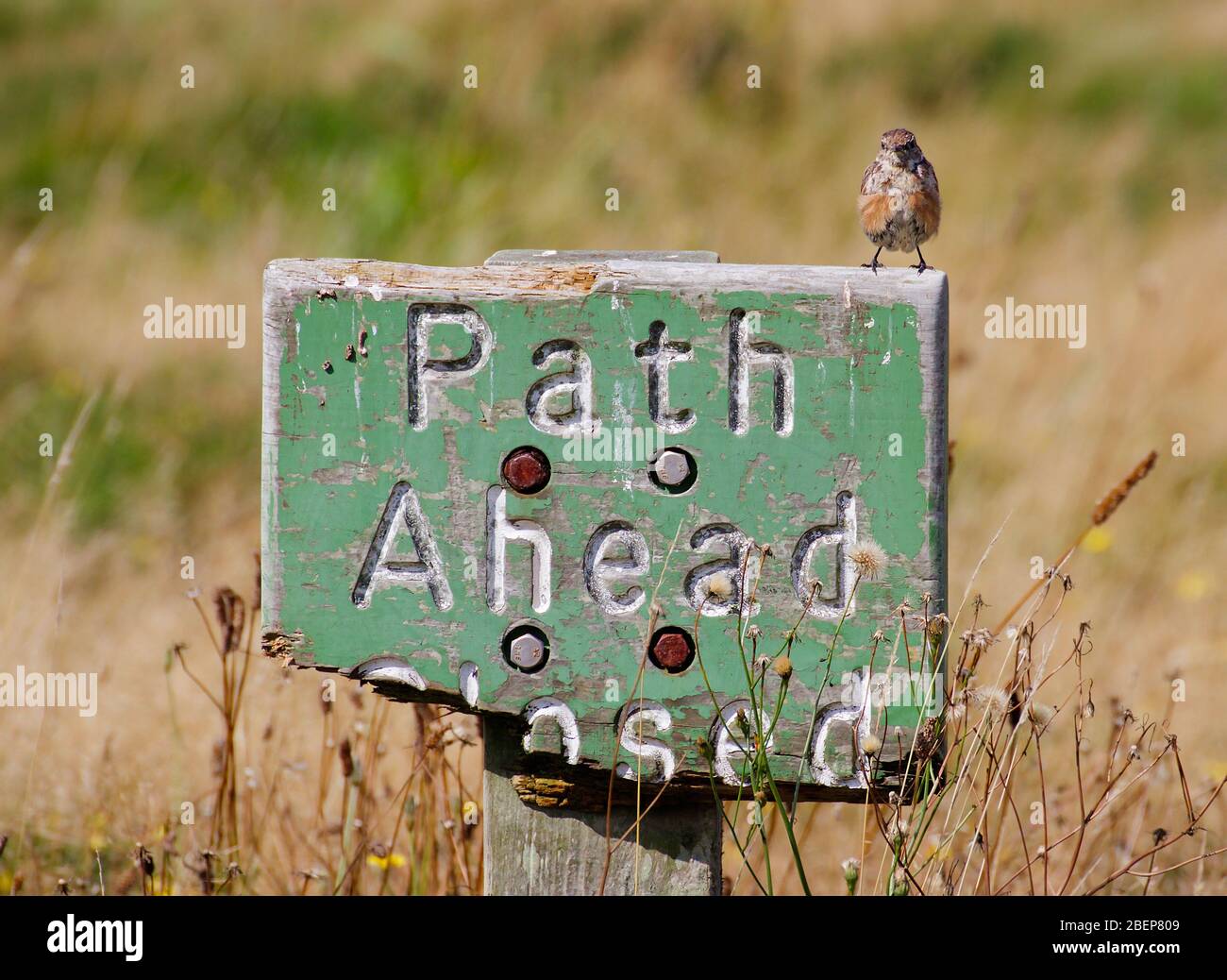 Stonechat, Saxicola torquata, sitting on a weathered Path Ahead Closed sign in a field. Taken at Hengistbury Head UK Stock Photo