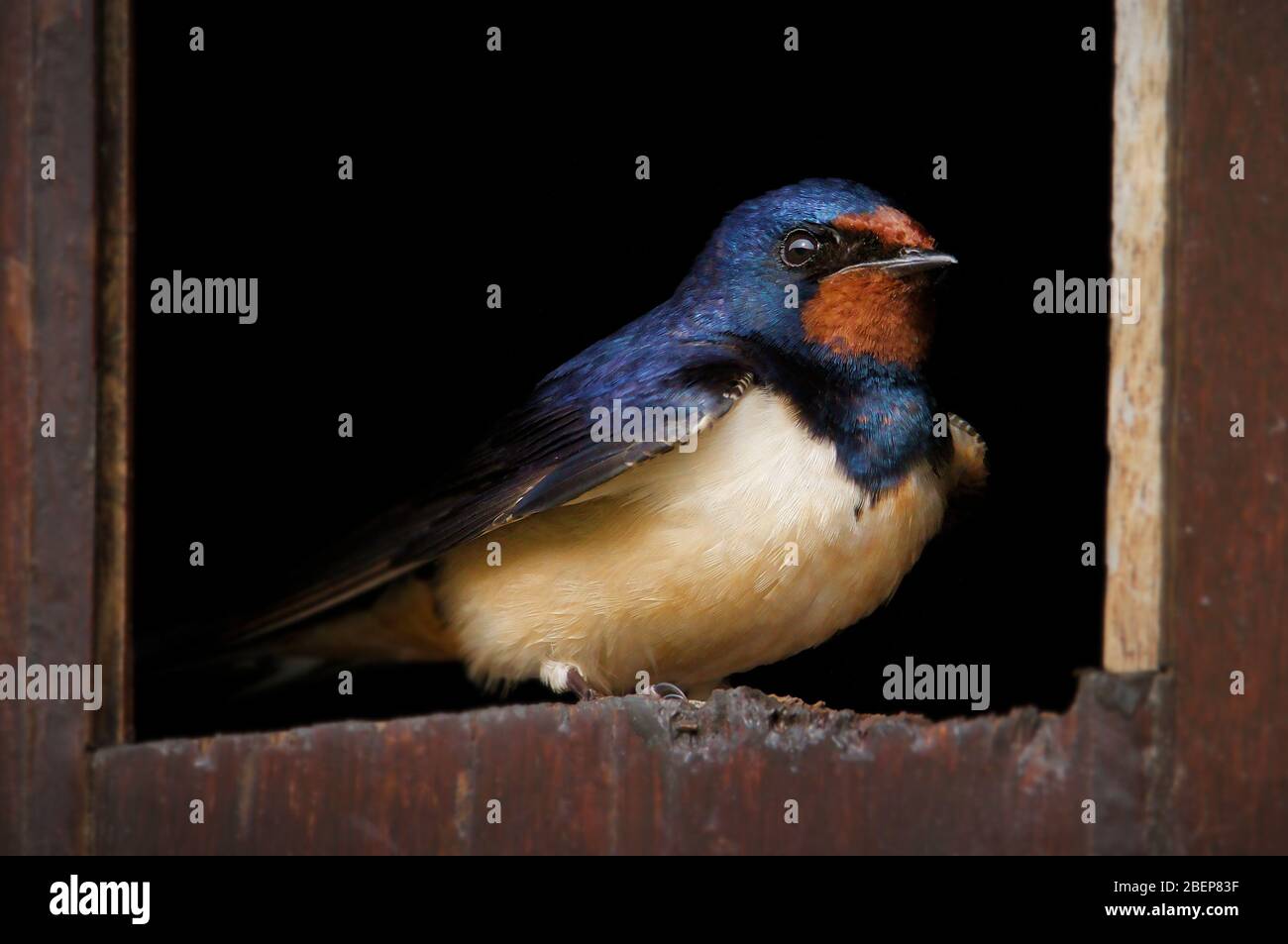 Swallow nest uk shed hires stock photography and images Alamy