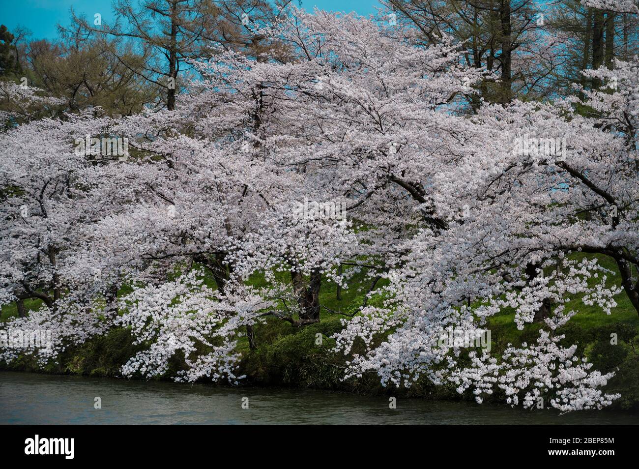Lake surrounded by white cherry blossoms Stock Photo - Alamy
