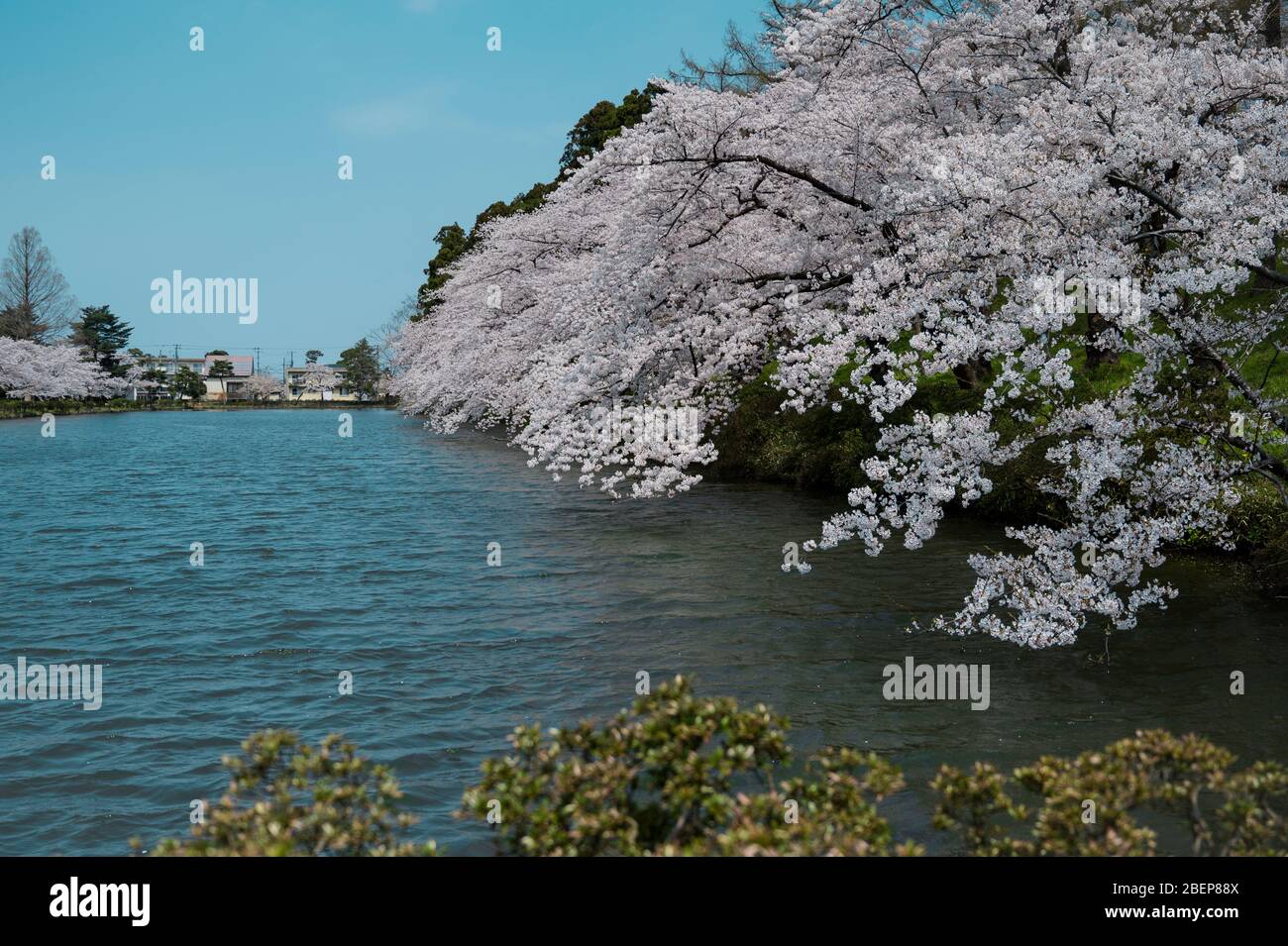 Lake surrounded by white cherry blossoms Stock Photo - Alamy