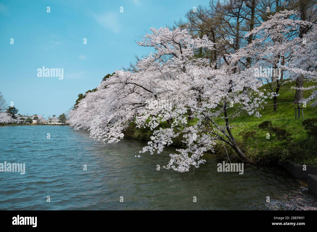 Lake surrounded by white cherry blossoms Stock Photo - Alamy