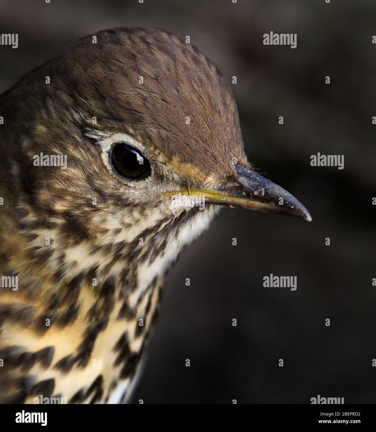 Close up Head Shot Of A Song Thrush, Turdus Philomelos. Taken at Blashford Lakes UK Stock Photo