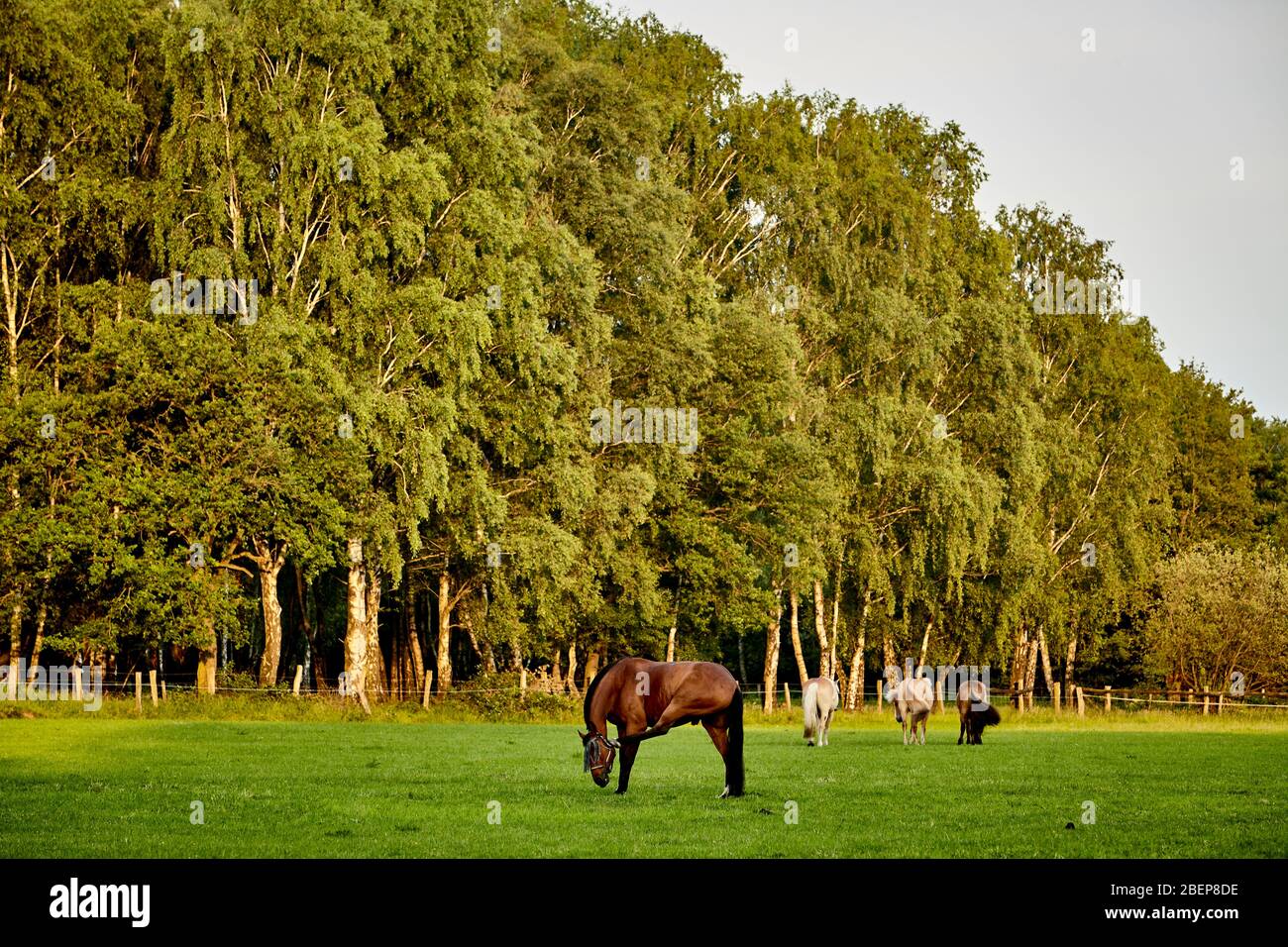 Stapelfelder moor hires stock photography and images Alamy