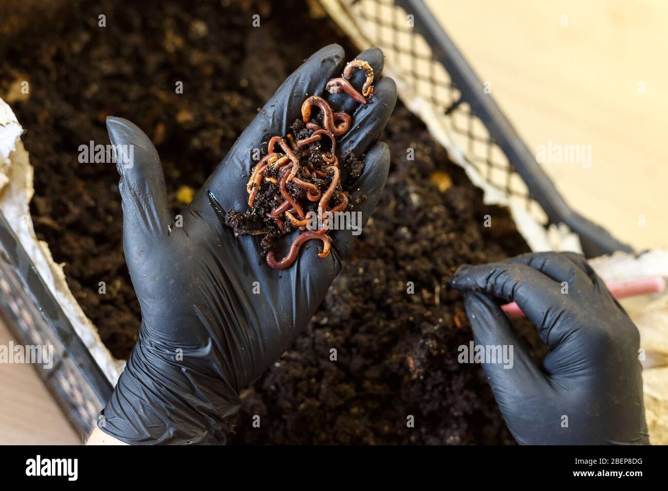 Worms on the hand for Homemade Worm Composting. Vermicomposting is method of turning home plant based garbage and kitchen food leftovers into rich org Stock Photo