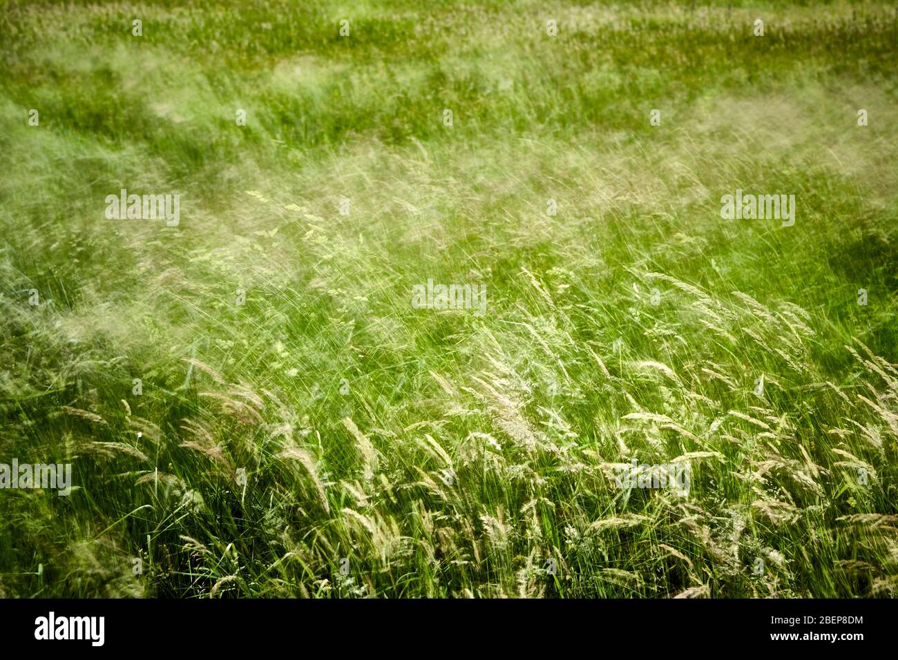 Wind shakes the grass of the Volksdorfer Teichwiesen. It is one of the 35 nature sanctuaries in the administrative area of Hamburg. Stock Photo