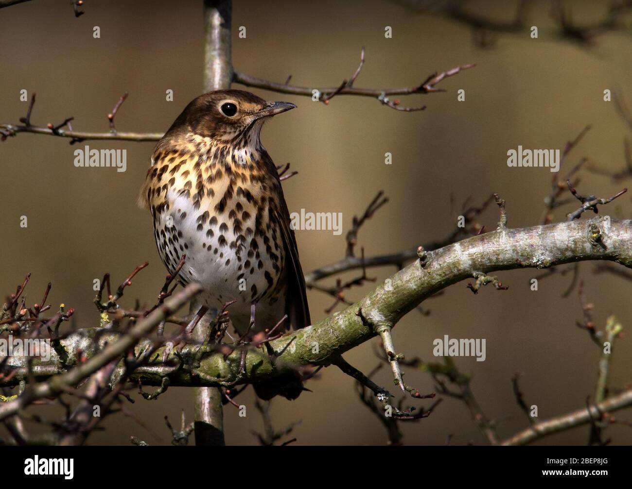 Front Shot Of A Song Thrush, Turdus philomelos, Perched In A Tree Looking Left On A Diffuse Brown Backgrouond. Taken at Stour Valley UK Stock Photo