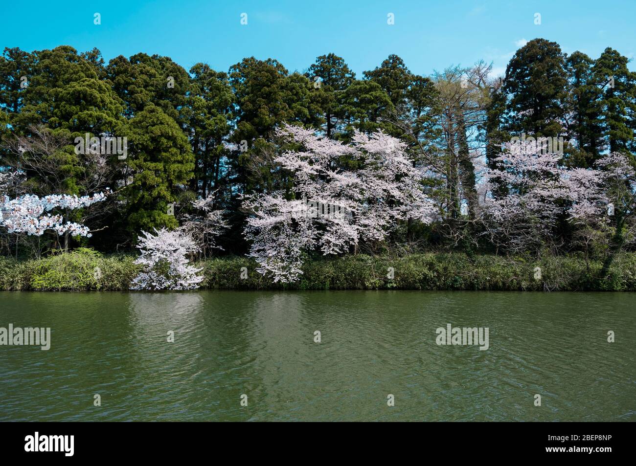 Lake surrounded by white cherry blossoms Stock Photo - Alamy