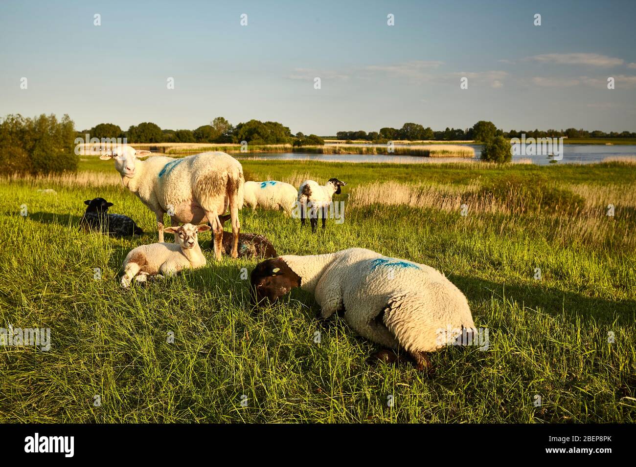 Sheep on the Elbe - dyke near Zollenspieker. It is one of the 35 nature sanctuaries in the administrative area of Hamburg. Stock Photo