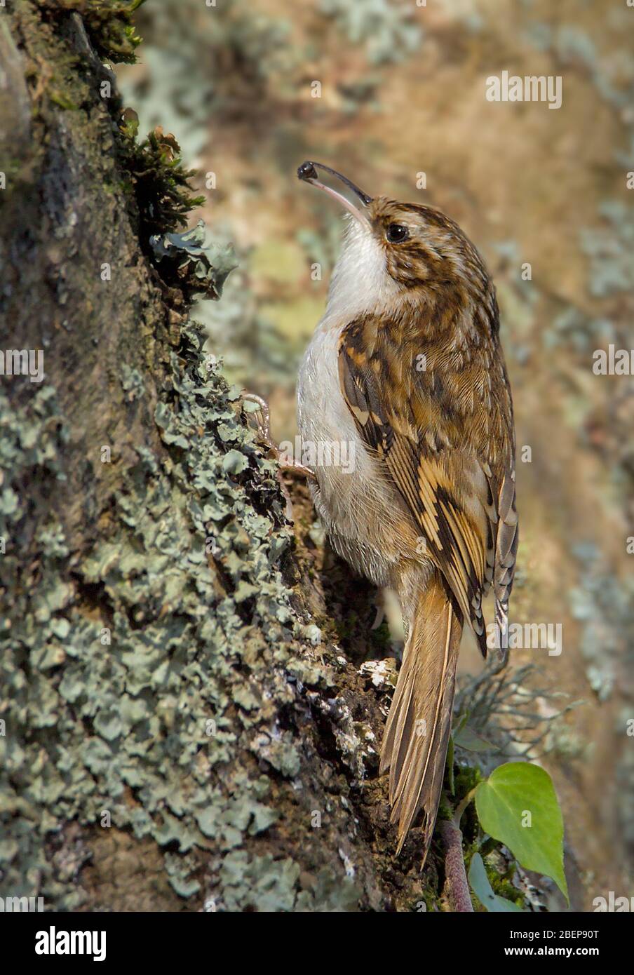 Treecreeper, Certhia familiaris Holding Onto A Side Of A Lichen Covered Tree With An Insect In Its Beak. Taken at Stanpit Marsh UK Stock Photo