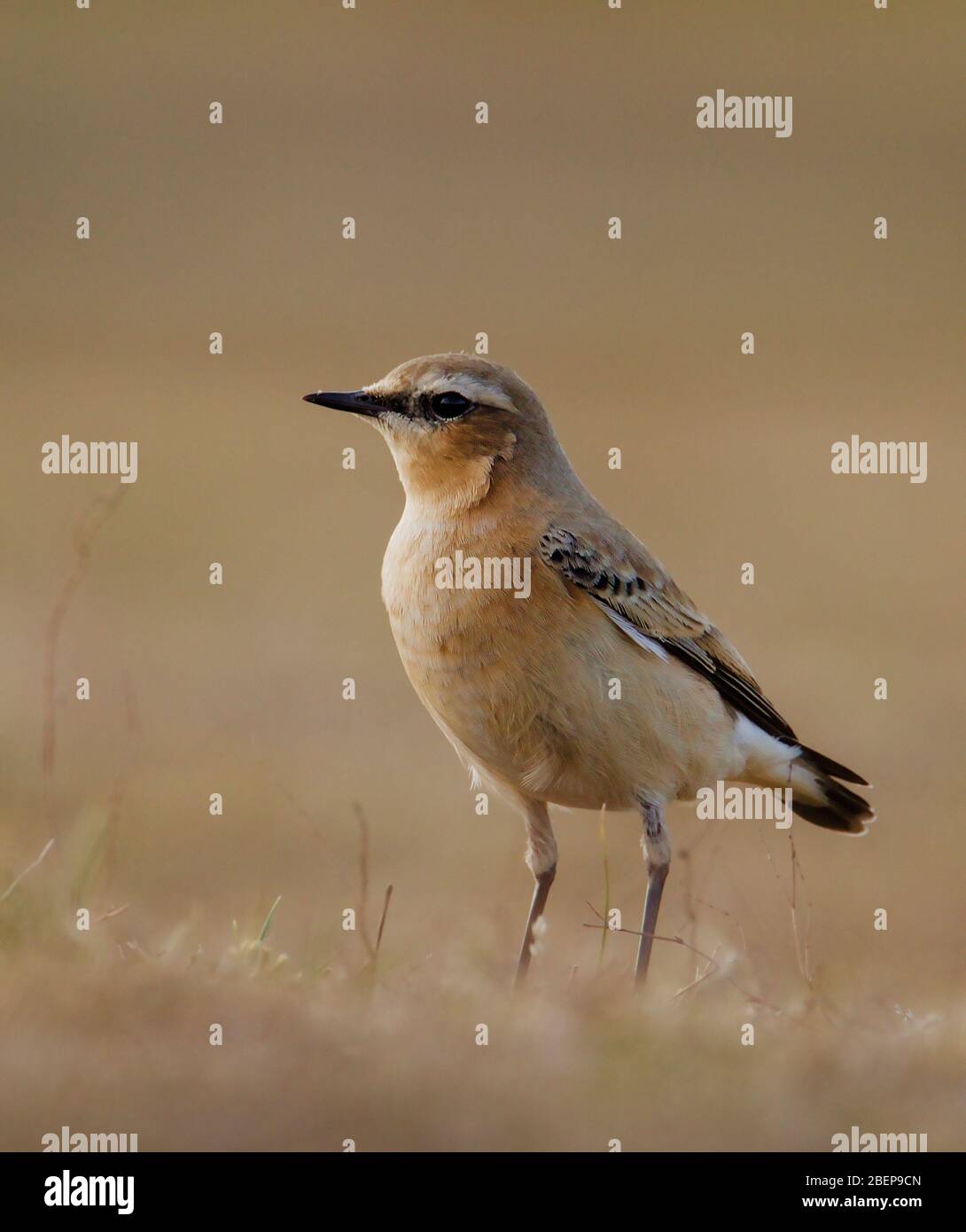 Profile Shot Of A Wheatear, Oenanthe oenanthe, Standing Upright On A Grassy Sand Dune Looking For Insects, Food. Taken at Stanpit Marsh UK Stock Photo