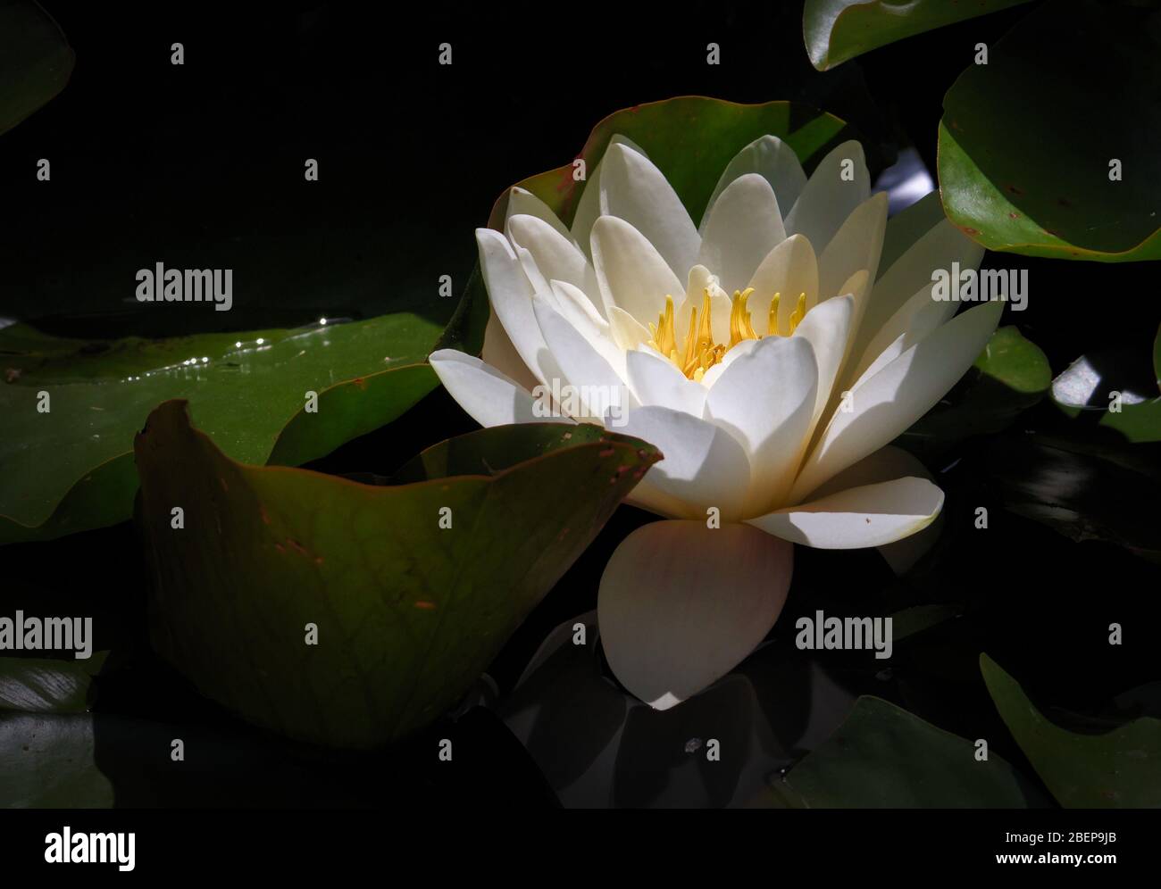 Pond Lilly With White Flower On A Dark Pond Illuminated, Lit By A Ray Of  Sunlight. Taken at Hengistbury Head UK Stock Photo - Alamy