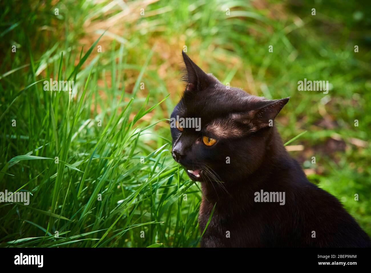 Black Cat Across Green Lawn on Hunt Stock Photo - Alamy