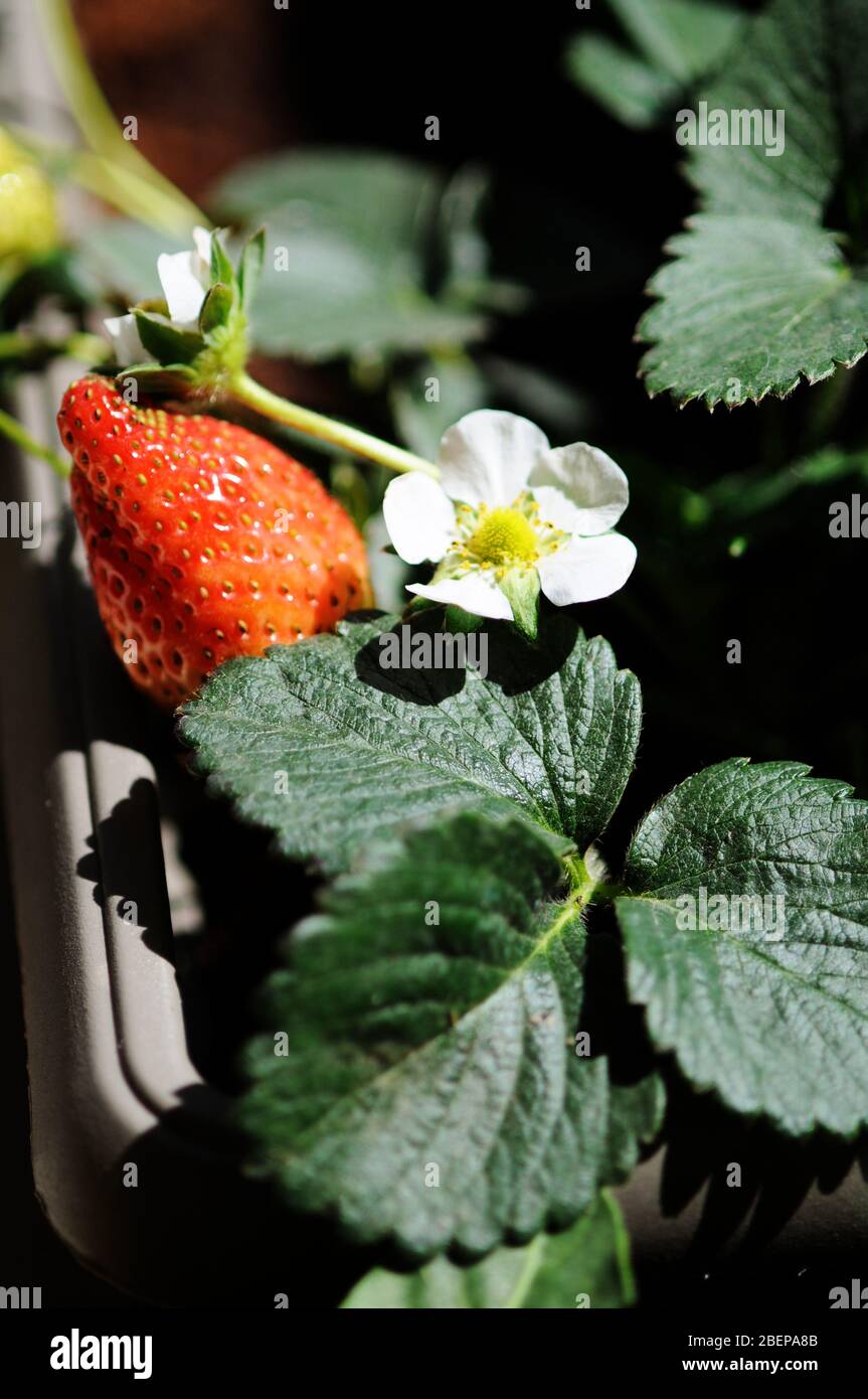 Ripe strawberry fruit grown Stock Photo - Alamy