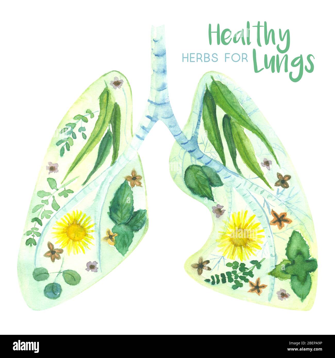 watercolor illuistration of lungs decorated with herbs thats good for its health Stock Photo