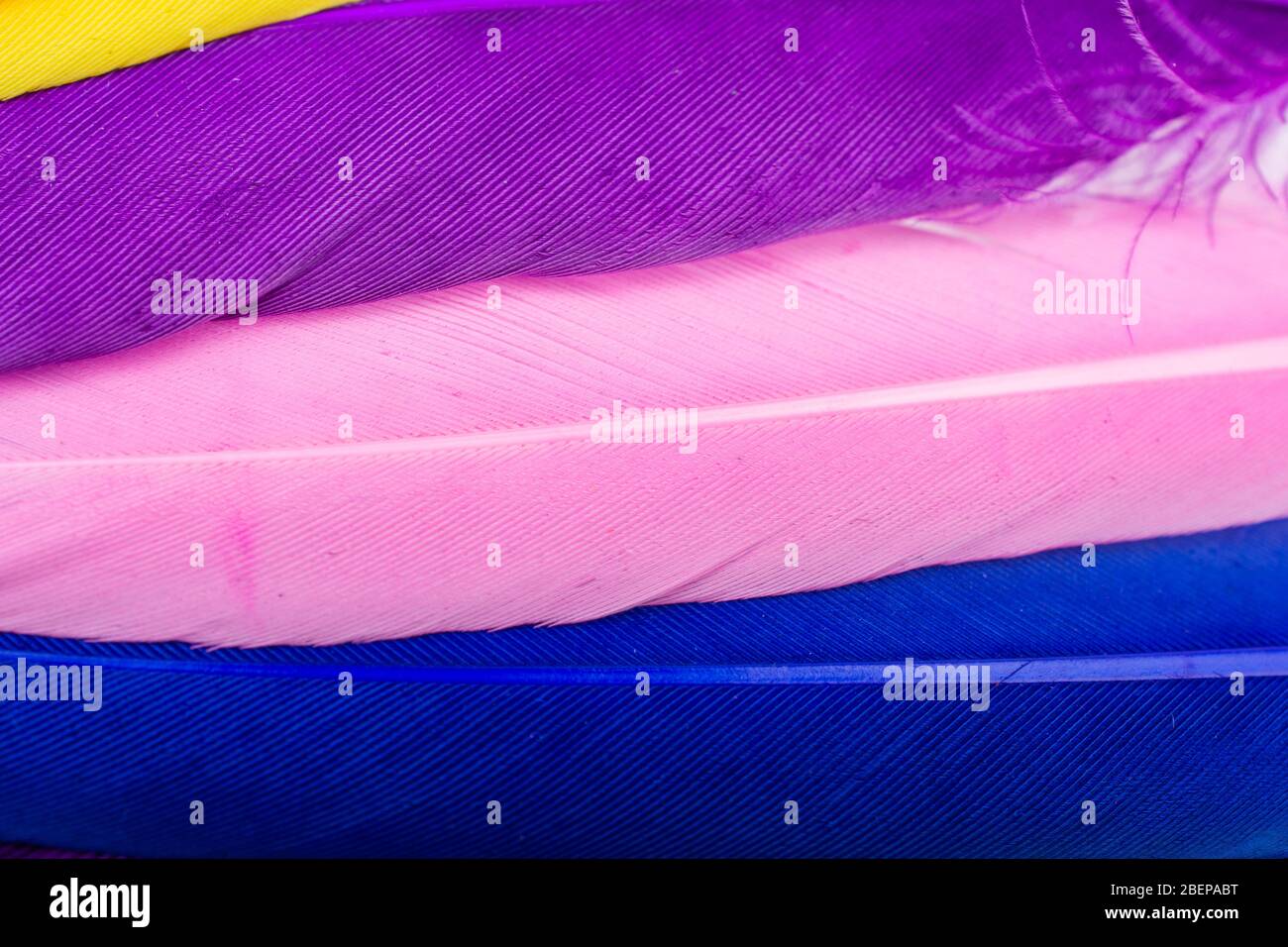 Studio shot photo of colored bird feathers as texture background Stock ...
