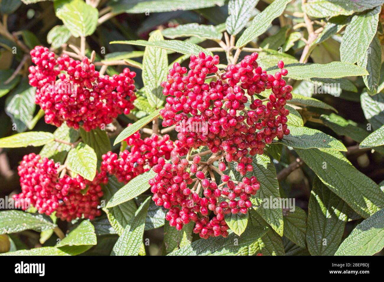 Red berries on a Cotoneaster bush. Stock Photo