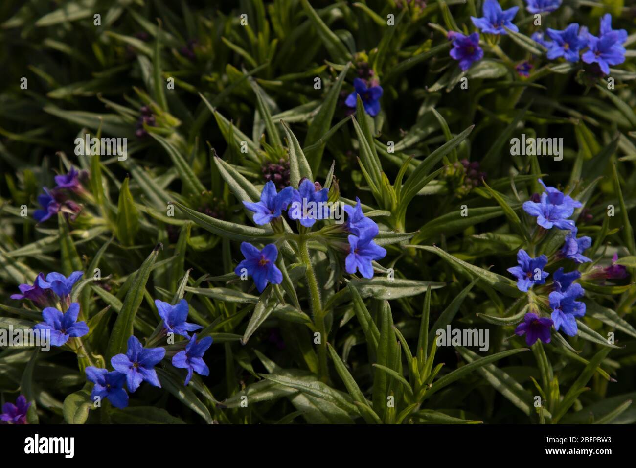 Star shaped electric blue lithodora flowers in early Spring on a sunny day. Rockery plants Stock Photo