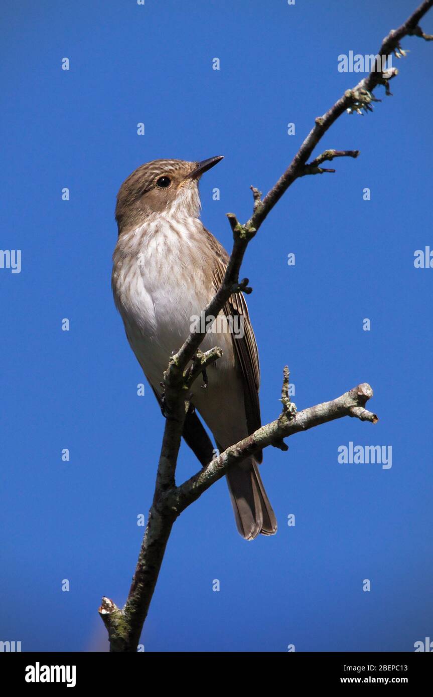 A Spotted Flycatcher, Muscicapa striata, perched on a branch against thstanpit e blue sky looking for insects. Taken  at Stanpit Marsh UK Stock Photo